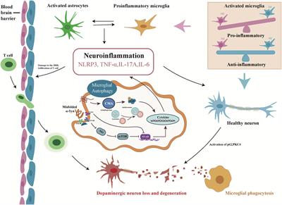 The role of microglial autophagy in Parkinson’s disease